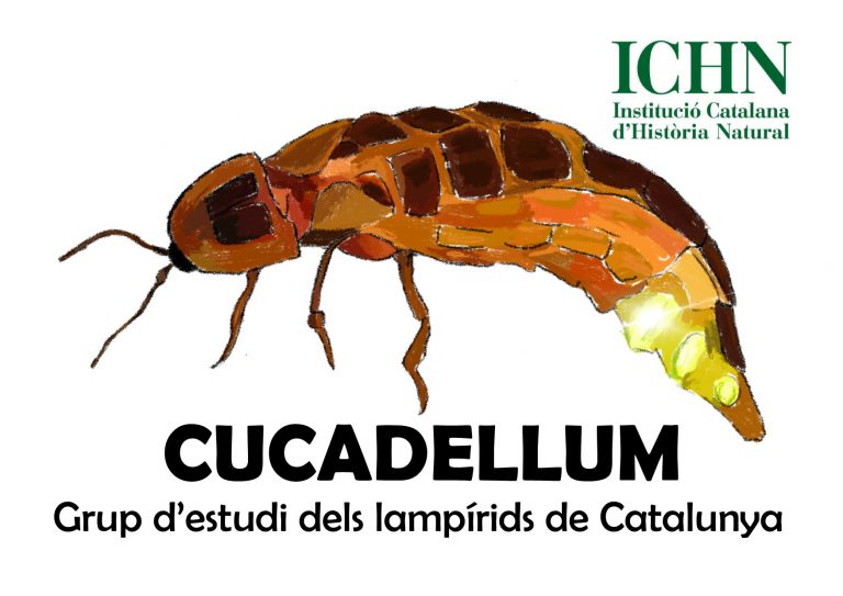 Dia mundial de les cuques de llum. Quina és la millor cançó que parli d'insectes? - EMTV